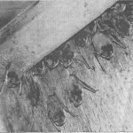 vleermuizen hangen aan de zolder